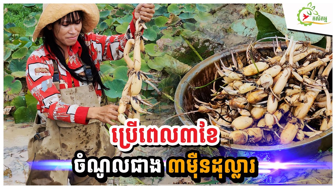 ដាំឈូកយកមើមបច្ចេកទេសជប៉ុន១ហិកតាចាយទុនខ្ទង់១ម៉ឺន$ ប្រើពេល៣ខែ ឲ្យផល ១៥តោន