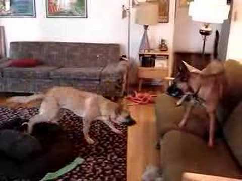 Belgian Malinois Couch Jumping