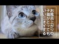 【子猫】超積極的な子猫がやってきた！【お風呂に入る編】第3話