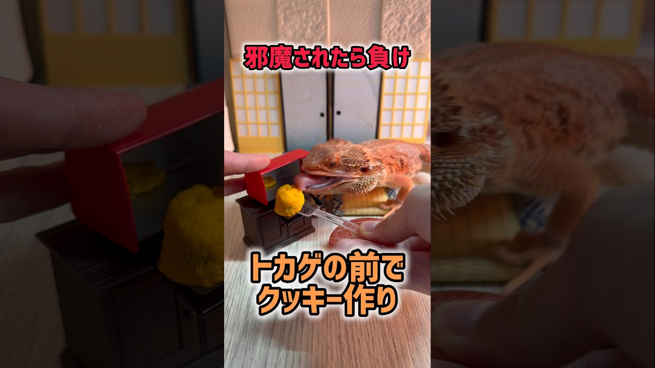【邪魔されたら負け】トカゲと一緒にクッキー作り