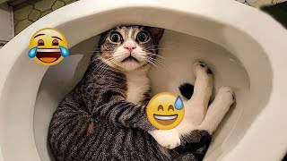 Funniest Cats 😹 Funny Animal Videos 2024 🐈