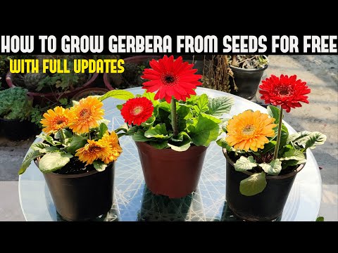 Video: Gerbera ponosne ljepote: raste iz sjemena