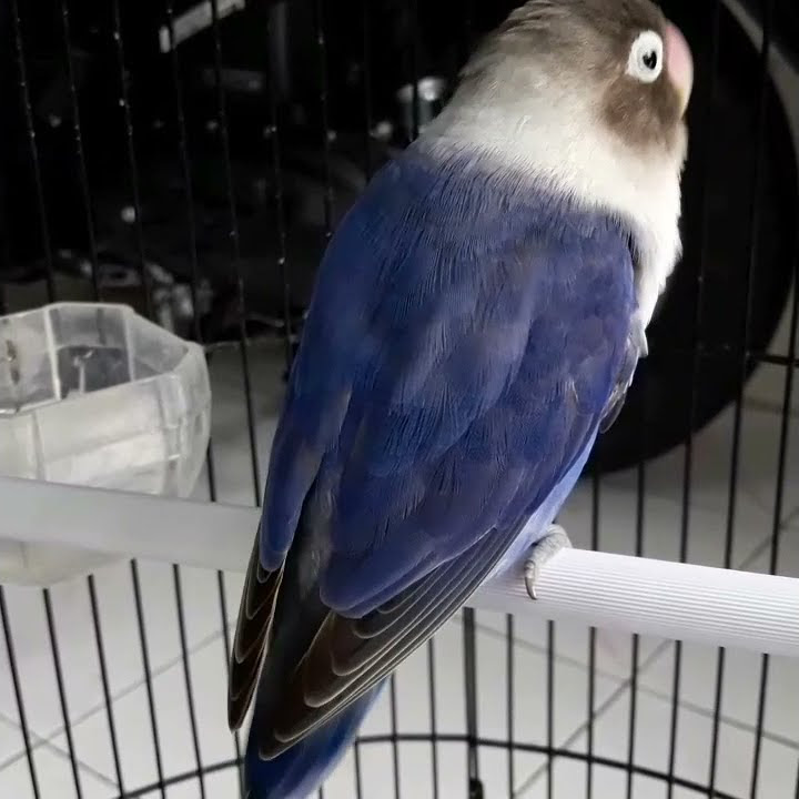 Lovebird Violet ngekek