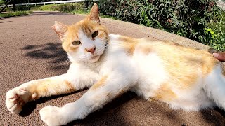 猫の相撲部屋を訪問したら、茶シロ猫が可愛い声でお出迎えしてくれた