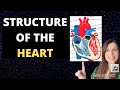 Heart Structure -A-level Biology. Atria, ventricles, blood vessels, semi-valves and AV valves.