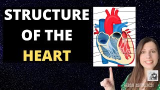 Heart Structure -A-level Biology. Atria, ventricles, blood vessels, semi-valves and AV valves.