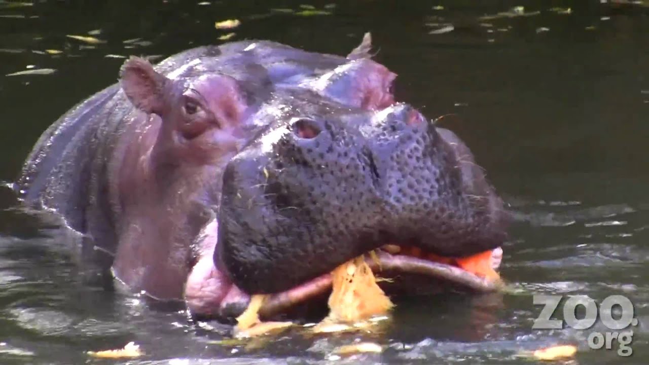 Halloween Hippos -- Guts Everywhere!