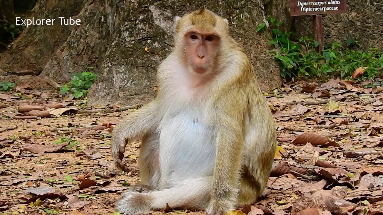 Beautiful monkey Briget is pregnant again after her first baby was born & died. Best wish Brigat.