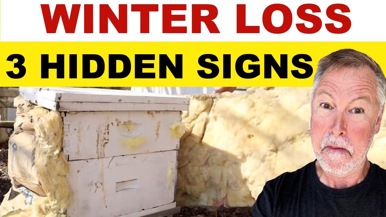Beekeeping Signs That Your Bees May Die This Winter! LOOK 👀