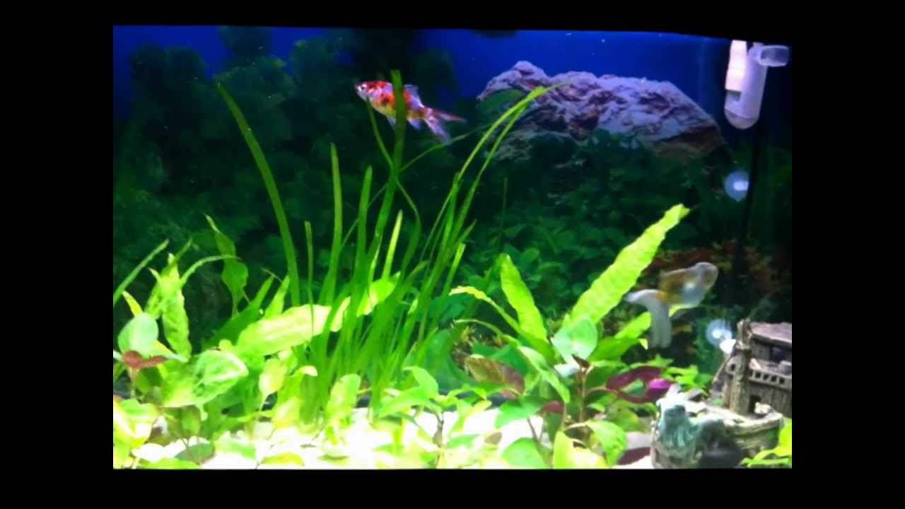 Acquario pesci acqua fredda lumache e rossi. 140 litri - YouTube