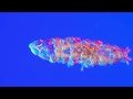 Tardigrades - Water Bears