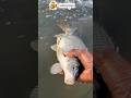 #FishKeeping, #Aquarium, #Shorts, #FishVideo, #BettaFish, #Goldfish, #ReefTank