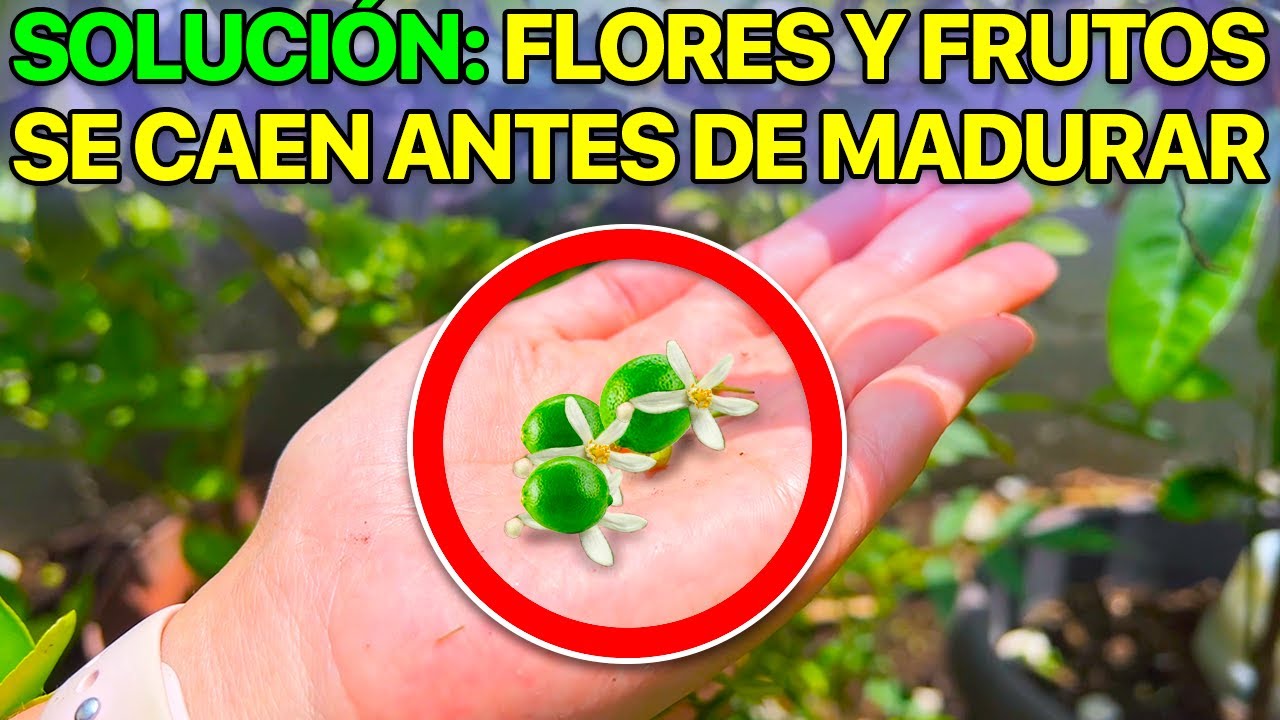 🍋 ¿Por qué se CAEN las FLORES y FRUTOS de tu LIMONERO? ✅ 7 SOLUCIONES