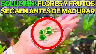 ¿Por qué se CAEN las FLORES y FRUTOS de tu LIMONERO? ✅ 7 SOLUCIONES