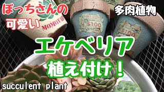 【多肉植物】エケベリアのカット苗植え付け！