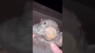 wombat #memes #funny #wombat #meme
