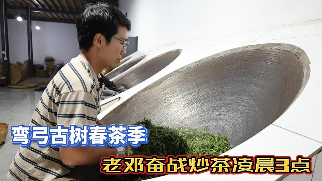 探秘小微产区第42弹:弯弓古树春茶季,老邓奋战炒茶凌晨3点。#普洱茶 #茶 #古树茶#弯弓 - YouTube