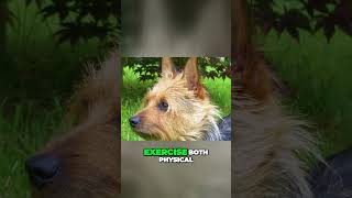 Meet the Australian Terrier  Mischevious and Fun To Be Around Dog