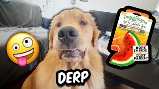 GOLDEN RETRIEVER TRIES DOGGIJUANA!