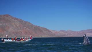 Https://www.seeturtles.org/baja-ocean-wildlife/ the waters around baja
california sur, mexico are full of life: sea turtles, whales, whale
sharks, dolphins, ...