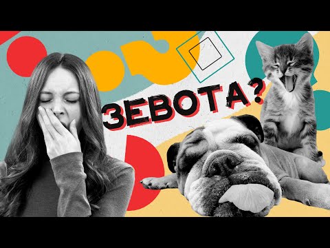 Почему зевота заразительна? Хороший Вопрос