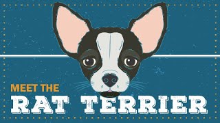 Rat Terrier | CKC Breed Facts & Profile by Continental Kennel Club, Inc. 568 views 1 year ago 3 minutes, 34 seconds