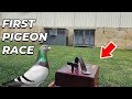 My FIRST Pigeon Race Was A BIG Learning Curve