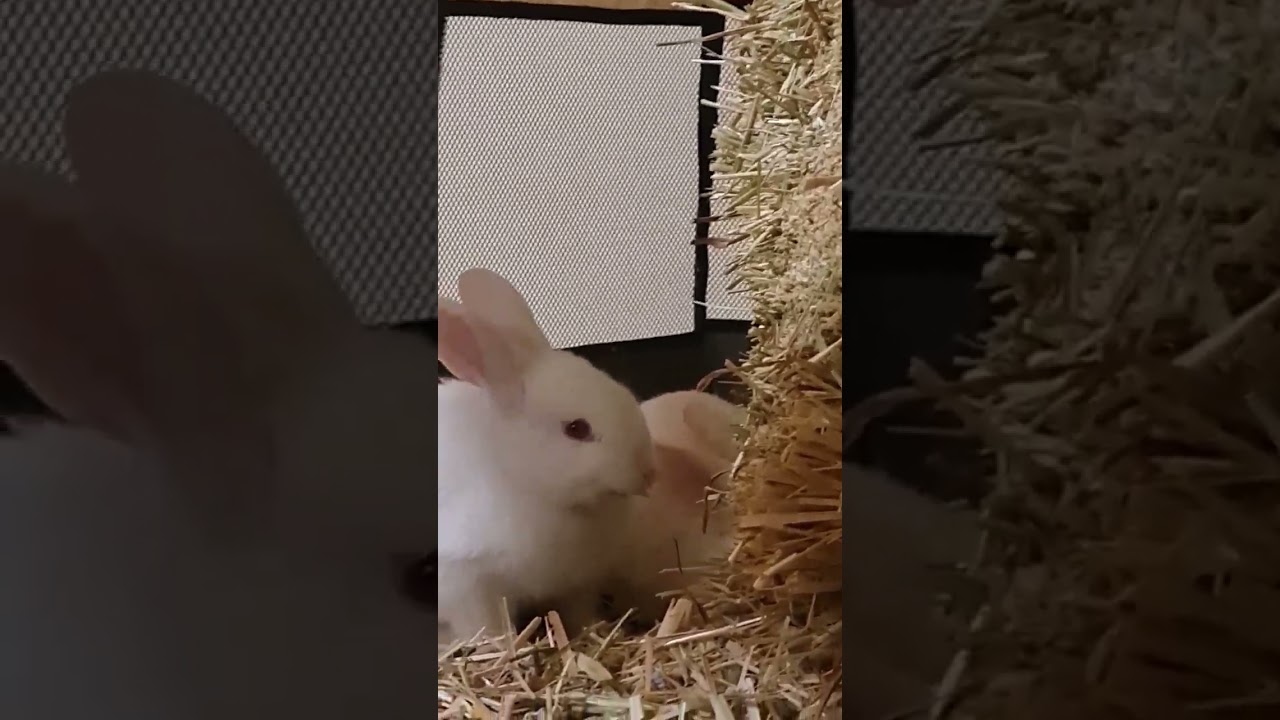 Cute Baby Rabbit Eating