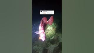 episode 22 part 2 TeamBusiro spearfishing adventure