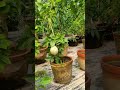 Thai beal tree #shorts