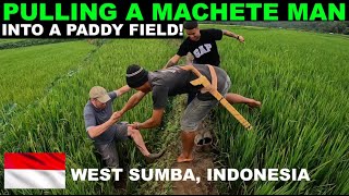 WEST SUMBA - Pulling a machete man into a paddy field!