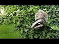 RESCUING A BABY BADGER &amp; GROWING VEGGIES | slow living in the British countryside