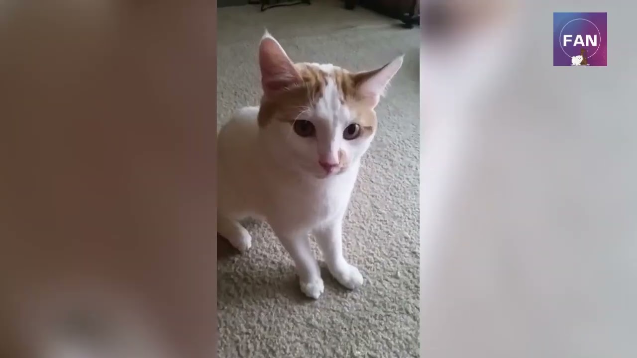 Angry Pet Animals Complication