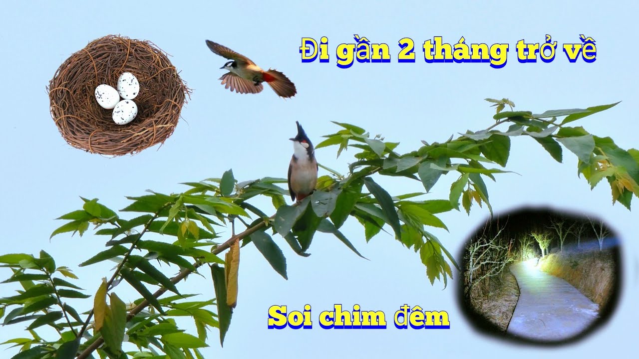 Soi Chim Đêm Vô Tình Phát Hiện Chú Chim Bỏ Đi Đã Trở Về - Tin Vui Chào Mào Đã Làm Tổ / Quế Nghịch