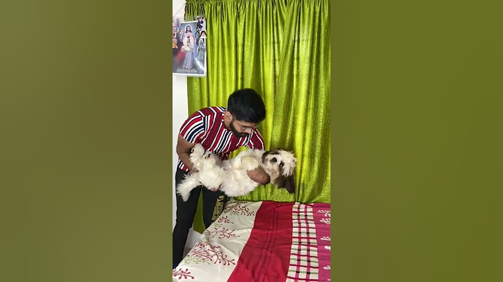 Cats Vs Our Dog 😵 | sheethal elzha official | sheethal vinu | skippy here | puppy|