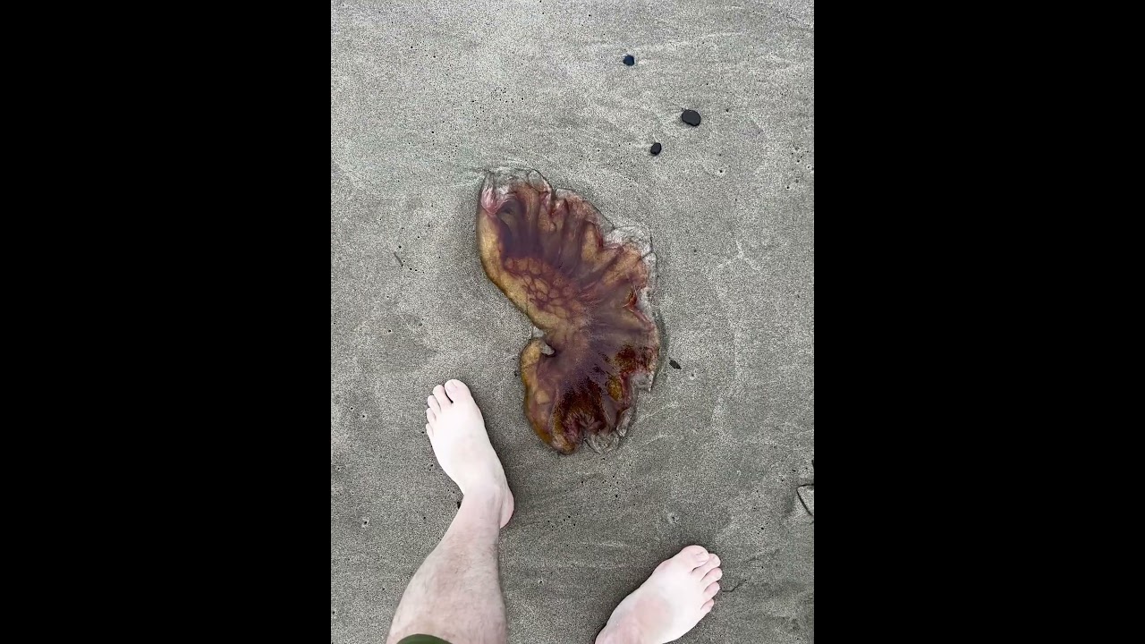 Giant jelly fish, first time we’ve seen these on our beach