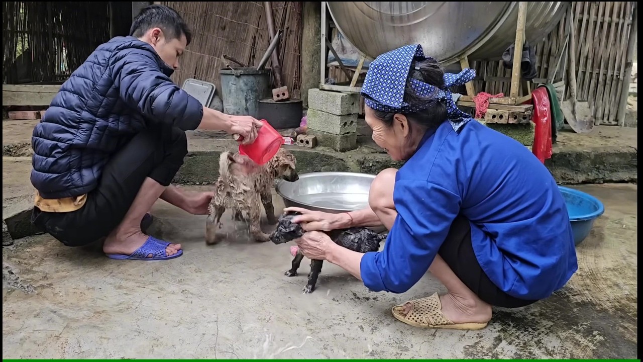 Nhuong organized a birthday party for her mother and helped her bathe the puppies.
