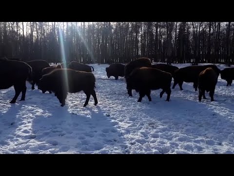 Vidéo: Les bisons et les bovins peuvent-ils être élevés ensemble ?