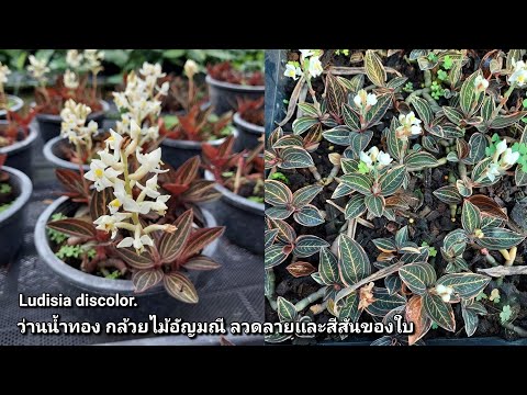 วีดีโอ: Ludisia Orchid Care - เคล็ดลับในการปลูกกล้วยไม้อัญมณี