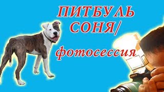 Питбуль Соня/Фотосессия Питбуль Соня/Фотосессия