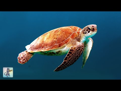 ★❤★-giant-sea-turtles-•-coral-reef-fish-•-12-hours-•-best-relax-music-•-1080p-hd-★❤★