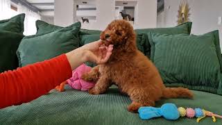 Shelly | 10w old, female Toy Poodle Puppy by Euro Puppy 29 views 1 month ago 23 seconds