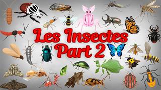 50 Insectes Étonnants Pour Les Enfants Partie 2 Mini Curieux Insects Name In Frensh