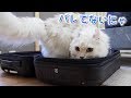 パッキング中にこっそり隠れようとする猫