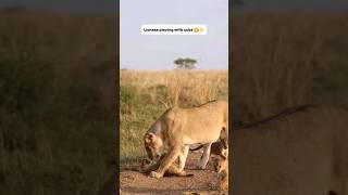 Lioness playing with cubs 🤗✨️#lioness #lion #shorts #animals #wildlife #safari #ytshorts #nature