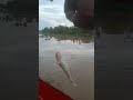 Ghibah Roma irama #viral #videoviral #laguviral #hiburan #fishing #dangdutviral #mancing  #fyp