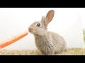 【可愛いうさぎ】人参をひたすら食べる様子_rabbit