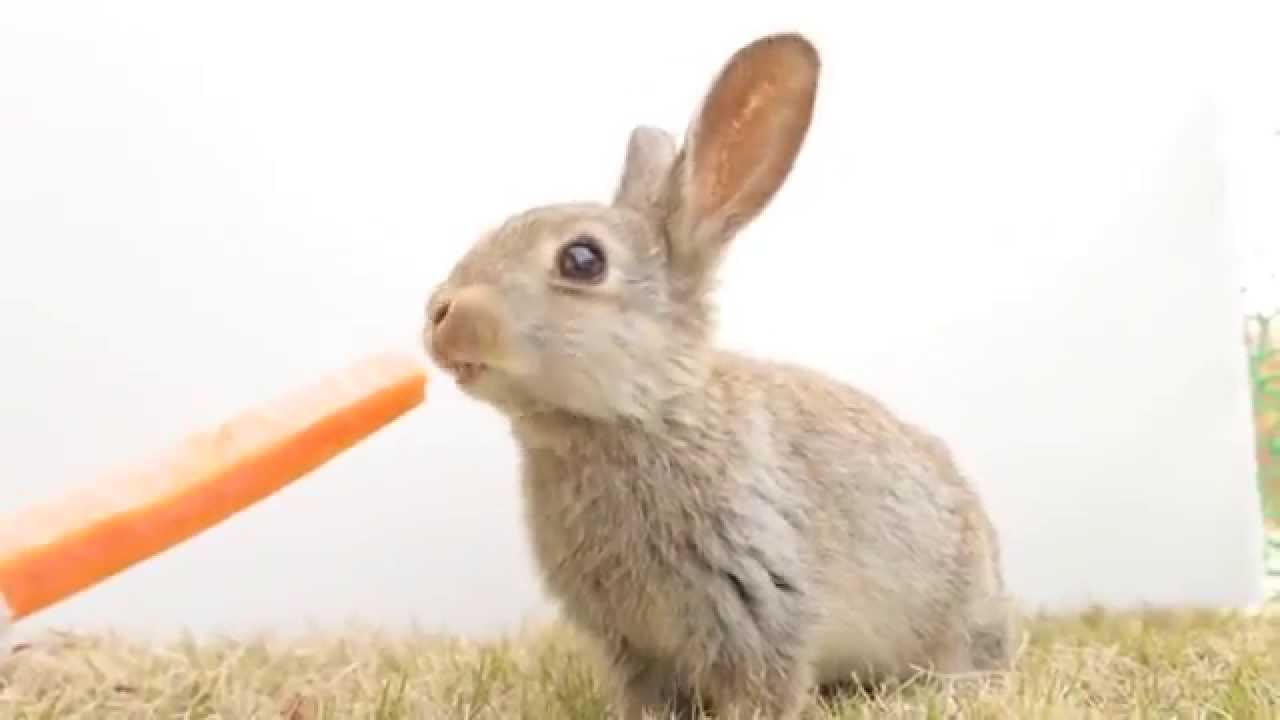可愛いうさぎ 人参をひたすら食べる様子 Rabbit Youtube