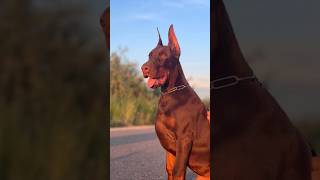 #one #hunterprogeny #doberman #puppies #erdemayazz #dog #dobermanlove #2023 #huntervitalscreen #new