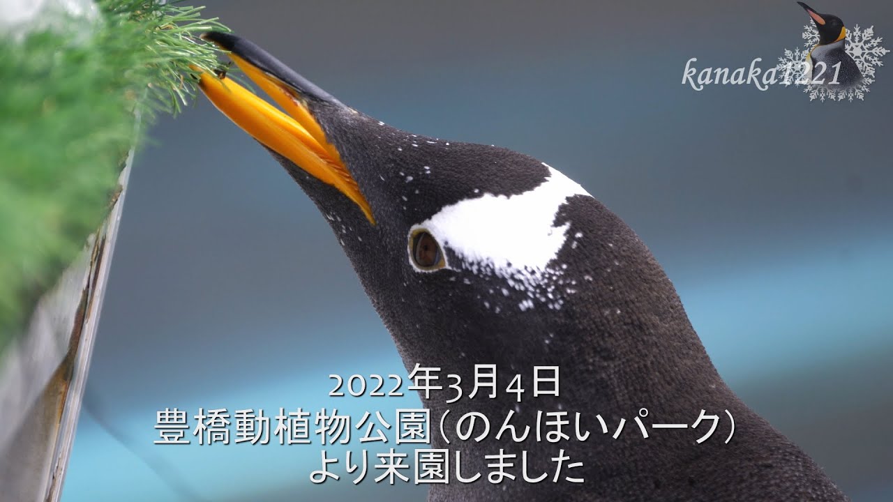 ペンギン 旭山動物園 ジェンツーペンギン47番の紹介-Gentoo Penguin #47